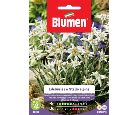 Edelweiss o stella alpina.