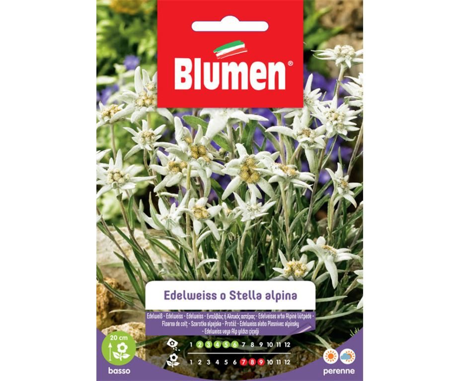Edelweiss o stella alpina.