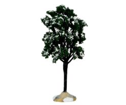 Balsam fir tree
