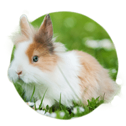Conigli e roditori