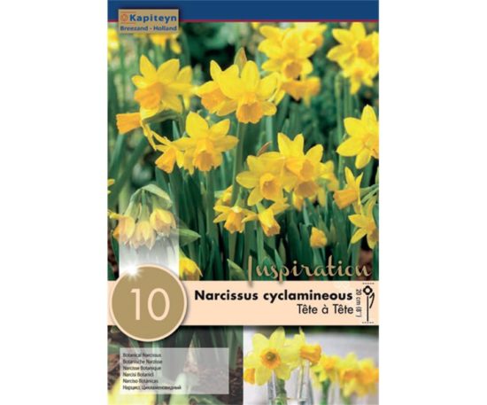 Narcissus Botanical Tete A Tete 10 Pz