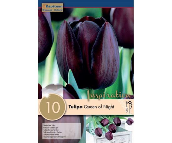 Tulip Single Late Queen Of Night 10 Pz