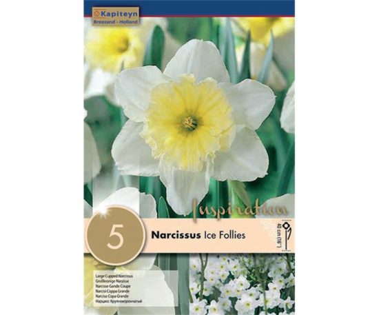 Narcissus Ice Follies 5 Pz