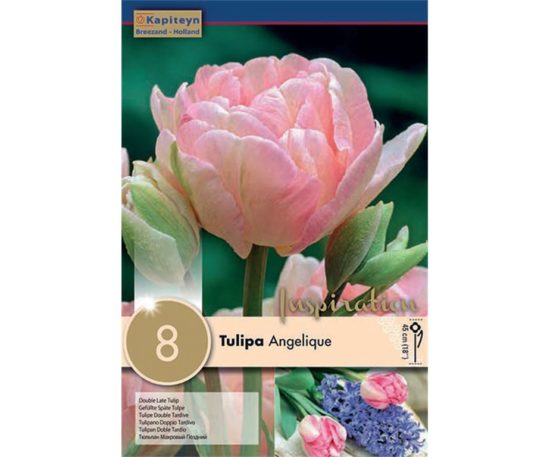 Tulipa Angelique 8 Pz