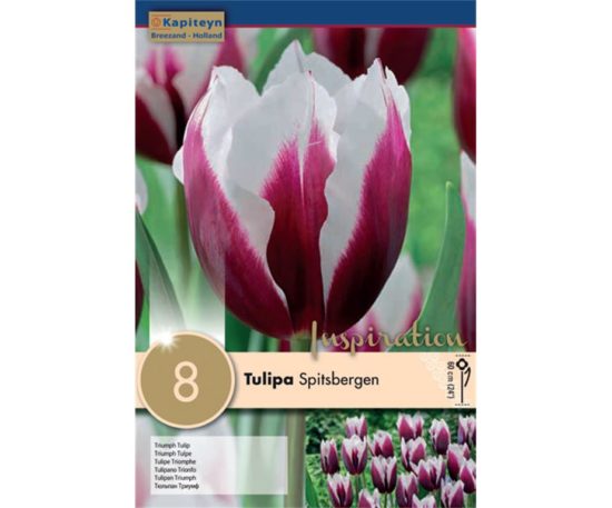 Tulipa Spitsbergen 8 Pz