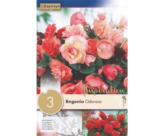 Begonia Cascade Odorosa 3 Pz