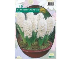 Hyacinth Carnegie 10 Pz