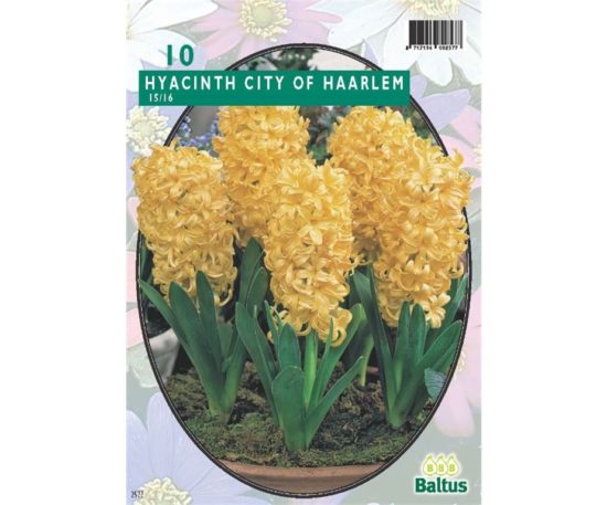 Hyacinth City Of Haarlem 10 Pz