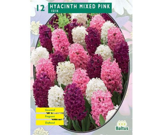 Hyacinth Mix Pink 12 Pz