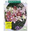 Lilium Oriental Mix 5 Pz