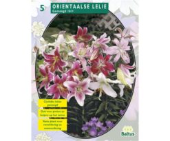 Lilium Oriental Mix 5 Pz