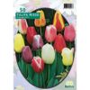 Tulipa Darwin Mix 50 Pz