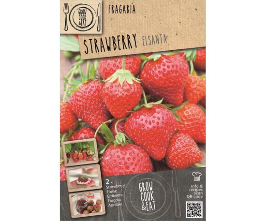 Strawberry Elsanta 2 Pz