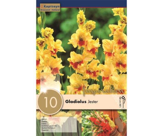 Gladiolus Jester 10 Pz
