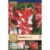 Gladiolus Zizanie 10 Pz