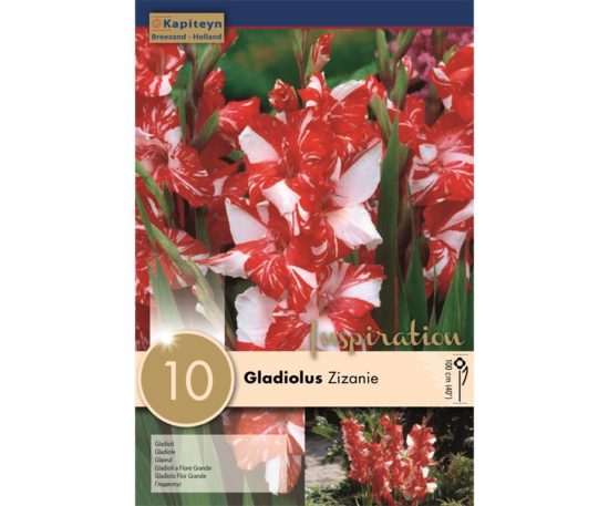 Gladiolus Zizanie 10 Pz