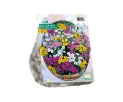 Allium Mix 100 Pz