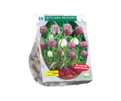 Fritillaria Meleagris 30 Pz