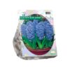 Hyacinth Blue Jacket 10 Pz
