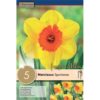 Narcissus Small Cupped Sportsman 5 Pz