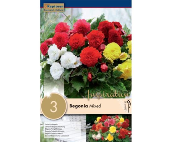 Begonia Fimbriata Mix 3 Pz
