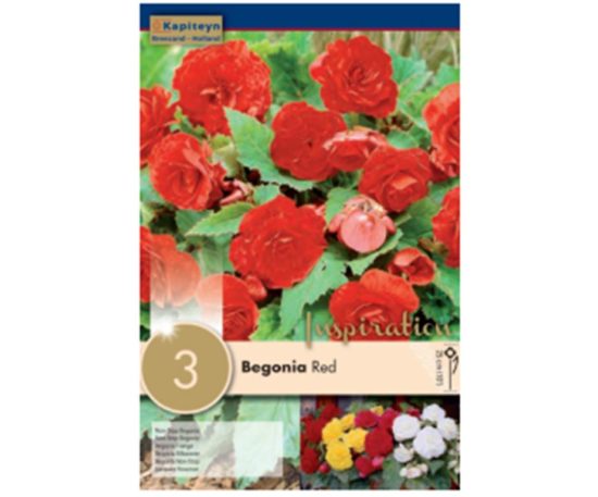 Begonia Non-stop Red 3 Pz