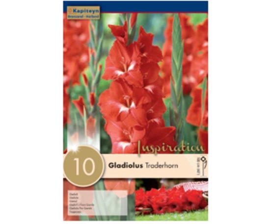 Gladiolus Traderhorn 10 Pz