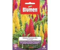 Blumen Celosia Plumosa Mix