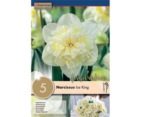 Narcissus Double Ice King 5 Pz