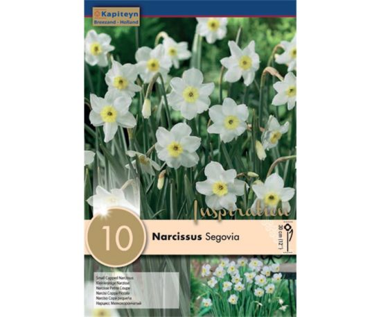 Narcissus Botanical Segovia 10 Pz