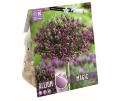 Allium Magic Metallic Violet With Green Sprinkles 6 Pz