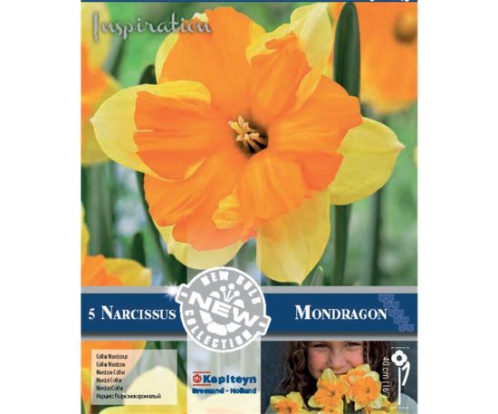 Narcissus Collar Mondragon 5 Pz