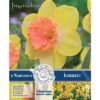 Narcissus Large Cupped Lorikeet 4 Pz