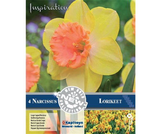 Narcissus Large Cupped Lorikeet 4 Pz