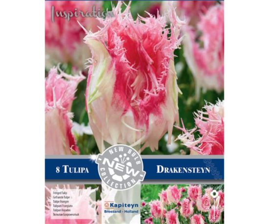 Tulip Fringed Drakensteyn 8 Pz