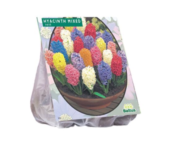 Hyacinth Mix 15 Pz