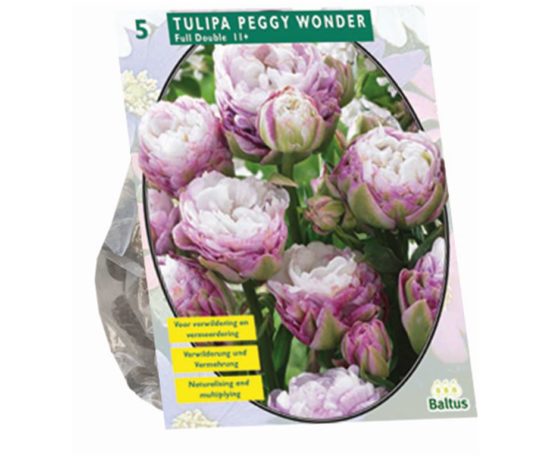 Tulipa Peggy Wonder 5 Pz