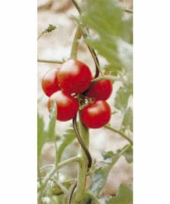 Sono ideali per il sostegno di piante rampicanti e in particolar modo di pomodori.