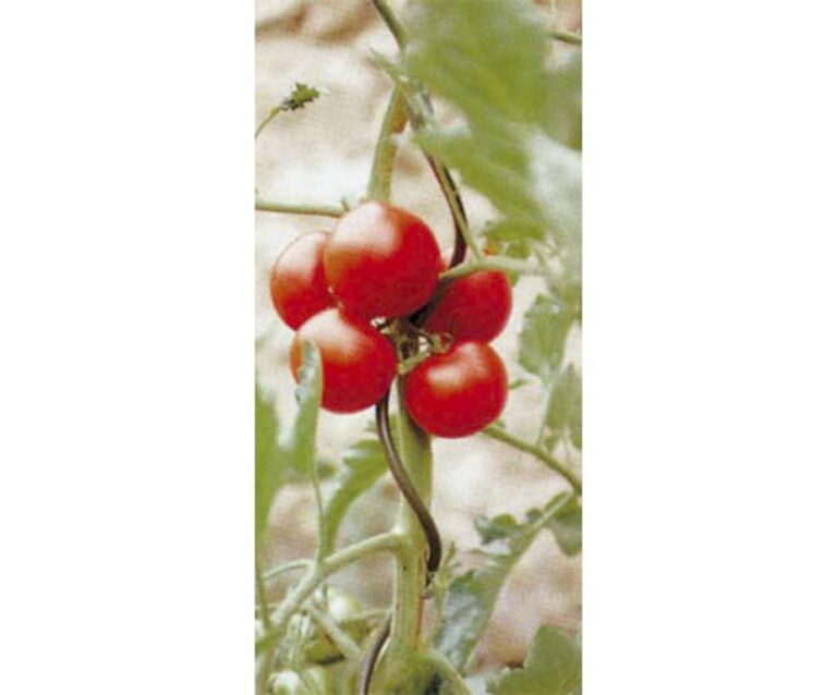 Sono ideali per il sostegno di piante rampicanti e in particolar modo di pomodori.