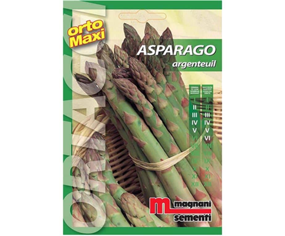 Asparago argenteuil è una pianta perenne poliennale per la produzione di turioni
