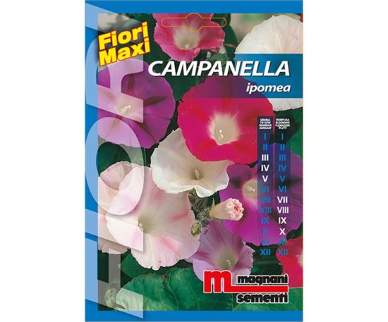 Campanella è una pianta a comportamento rampicante dai caratteristici fiori a forma di tromba che si chiudono alla sera.