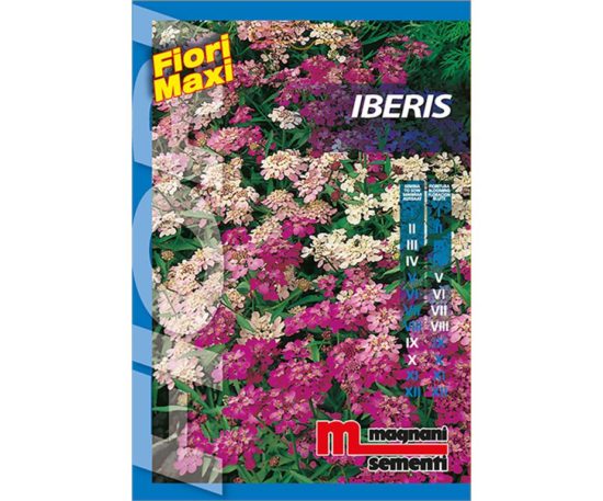 Iberis è una pianta di facile coltivazione particolarmente adatta nel giardino roccioso.