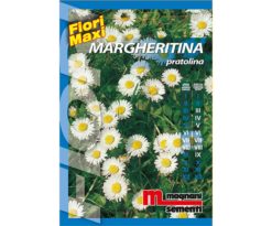 Margheritina pratolina è una pianta perenne dal comportamento nano