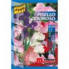 Pisello odoroso è una pianta a portamento rampicante dai caratteristici fiori profumati dai toni che vanno dal lilla al bianco.