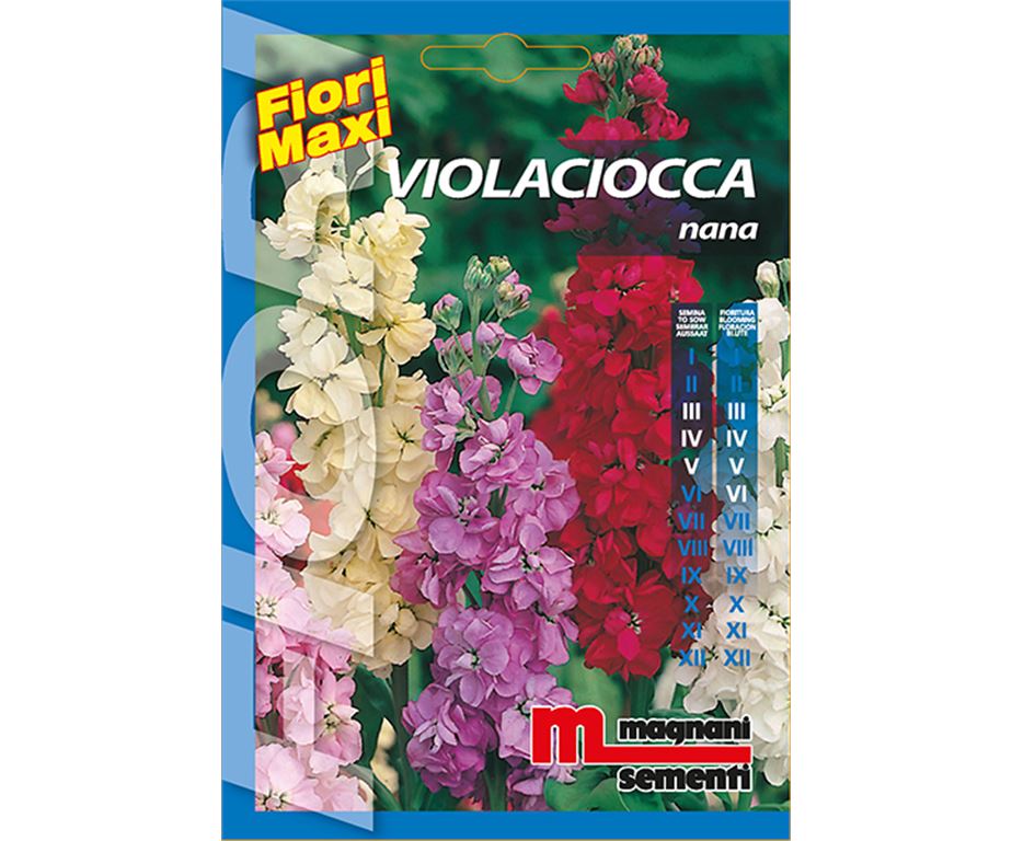 Violaciocca nana è una pianta biennale dal portamento nano dai caratteristici fiori a spiga ideale per bordure.