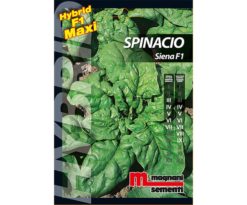 Spinacio Siena è una pianta dalle foglie bollose di colore verde medio.