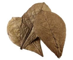 Nano foglie di mandorlo indiano - Dalla natura per la natura!
