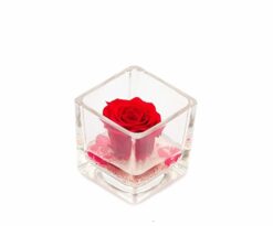Ogni rosa viene accuratamente selezionata e viene immediatamente stabilizzata in modo da sospendere nel tempo l’aspetto e le dimensioni del fiore appena colto.