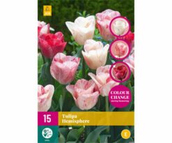 x 15 tulipa semisfera 11/12 diventa circa 45 cm