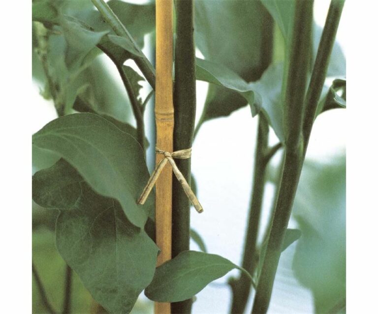 Canna di bamboo da utilizzare come tutore per le piante.